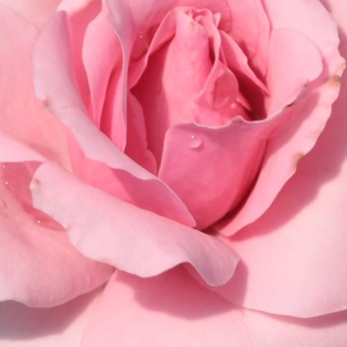 Online rózsa webáruház - virágágyi floribunda rózsa - rózsaszín - Rosa Regéc - nem illatos rózsa - Márk Gergely - Május közepétől őszig nyílik, ha eltávolítjuk az elnyílott virágokat. Sövénynek és ágyásrózsának is kiválló.